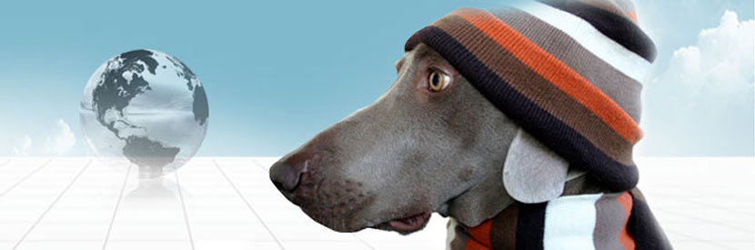 Moving Pets to Australia
