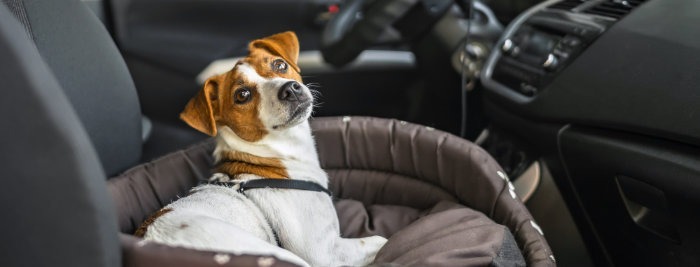 Jack Russell Terrier in car when moving house